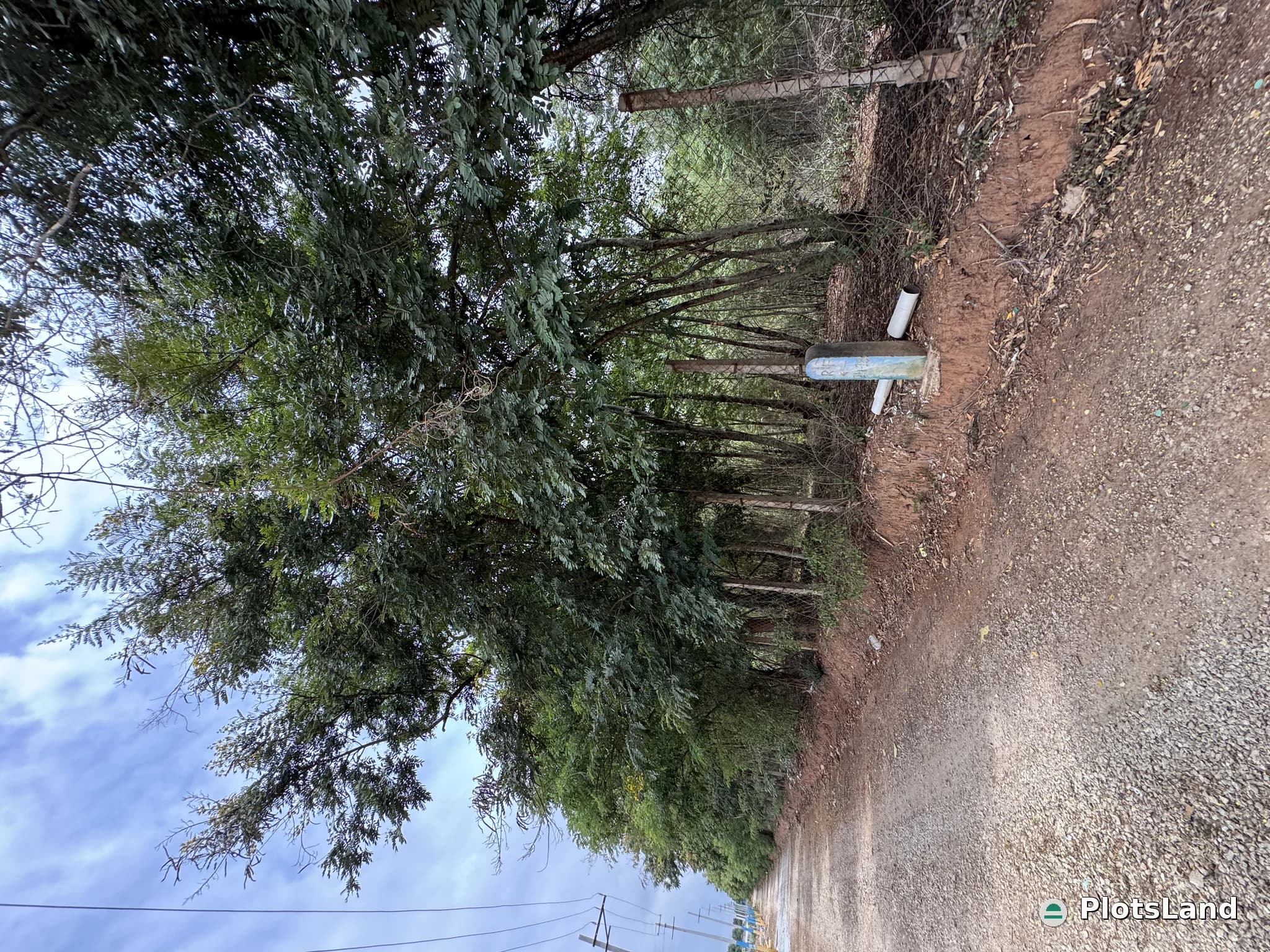     Where Luxury Meets Nature – Elite Living Beside a Government Forest. — photo 4