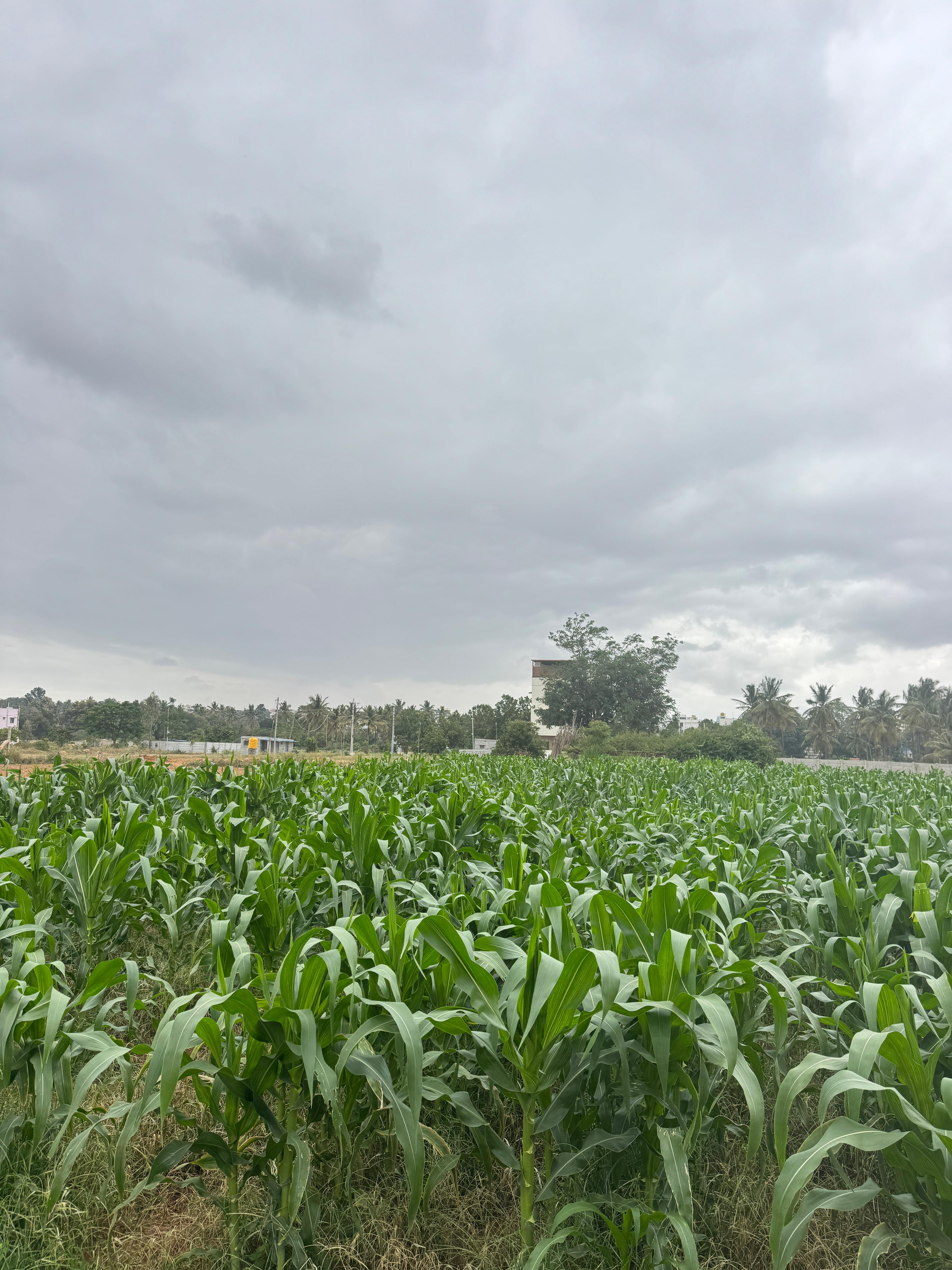     Get Your Farmland Registered in Guntas at the Best Price – Act Now!